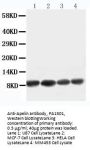 Anti-Apelin/APLN Antibody Picoband®