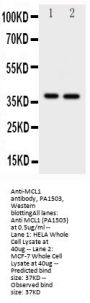 Anti-MCL1 Antibody Picoband®