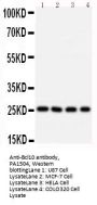 Anti-B-cell lymphoma/leukemia 10 Bcl10 Antibody Picoband®