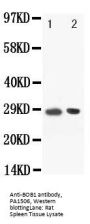 Anti-BOB1/POU2AF1 Antibody Picoband®
