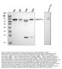 Anti-STAT1 Antibody Picoband®