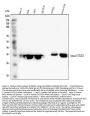 Anti-Annexin A3/ANXA3 Antibody Picoband®