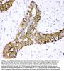 Anti-Annexin A3/ANXA3 Antibody Picoband®