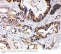 Anti-XIAP Antibody Picoband®