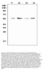 Anti-XIAP Antibody Picoband®