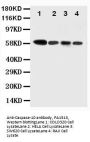Anti-Caspase-10/CASP10 Antibody Picoband®