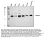 Anti-Caveolin-1/CAV1 Antibody Picoband®