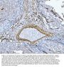 Anti-Caveolin-1/CAV1 Antibody Picoband®