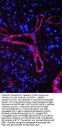 Anti-Caveolin-1/CAV1 Antibody Picoband®
