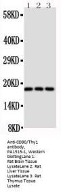 Anti-CD90/Thy1 Antibody Picoband®