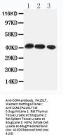 Anti-C-C chemokine receptor type 4 CCR4 Antibody Picoband®