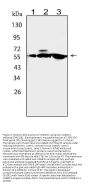 Anti-CaMKK/CAMKK1 Antibody Picoband®