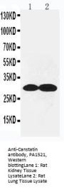 Anti-Canstatin Antibody Picoband®