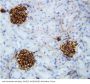 Anti-Canstatin Antibody Picoband®