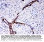 Anti-Canstatin Antibody Picoband®