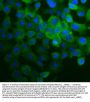 Anti-Canstatin Antibody Picoband®