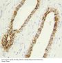 Anti-Caspase-1(P10)/CASP1 Antibody Picoband®