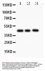 Anti-Caspase-1(P10)/CASP1 Antibody Picoband®