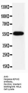 Anti-Caspase-8(P10)/CASP8 Antibody Picoband®