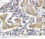 Anti-Caspase-8(P10)/CASP8 Antibody Picoband®