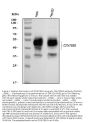Anti-CD147/BSG Antibody Picoband®