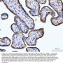 Anti-CD147/BSG Antibody Picoband®
