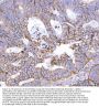 Anti-CD147/BSG Antibody Picoband®