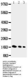 Anti-Interleukin-4 IL4 Antibody Picoband®