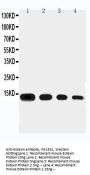 Anti-Eotaxin/CCL11 Antibody Picoband®