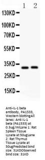 Anti-IL1 beta/IL1B Antibody Picoband®