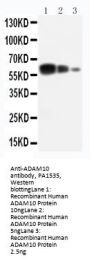 Anti-ADAM10/ADAM10 Antibody Picoband®