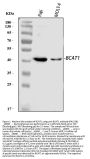 Anti-BCAT1 Antibody Picoband®