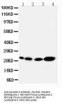 Anti-Caveolin-2/CAV2 Antibody Picoband®