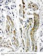 Anti-Caveolin-2/CAV2 Antibody Picoband®