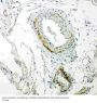 Anti-Caveolin-2/CAV2 Antibody Picoband®
