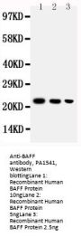 Anti-BAFF/TNFSF13B Antibody Picoband®