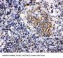 Anti-BAFF/TNFSF13B Antibody Picoband®