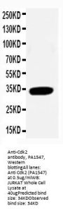 Anti-Cyclin-dependent kinase 2 Cdk2 Antibody Picoband®