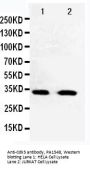 Anti-Cyclin-dependent-like kinase 5 Cdk5 Antibody Picoband®