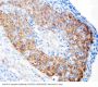 Anti-hCG receptor/LHCGR Antibody Picoband®