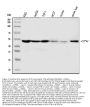 Anti-Cystathionase/CTH Antibody Picoband®