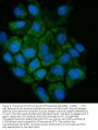 Anti-Cystathionase/CTH Antibody Picoband®