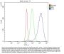 Anti-Cystathionase/CTH Antibody Picoband®