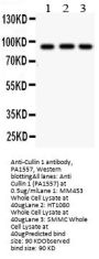 Anti-Cullin 1/Cul1 Antibody Picoband®