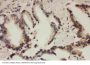 Anti-Cullin 1/Cul1 Antibody Picoband®