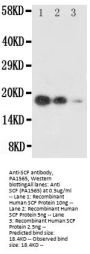 Anti-SCF/KITLG Antibody Picoband®