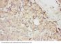 Anti-SCF/KITLG Antibody Picoband®