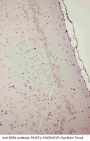 Anti-Dopamine Receptor D1/DRD1 Antibody Picoband®