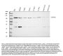 Anti-Eph receptor A1/EPHA1 Antibody Picoband®