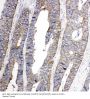 Anti-Eph receptor A1/EPHA1 Antibody Picoband®